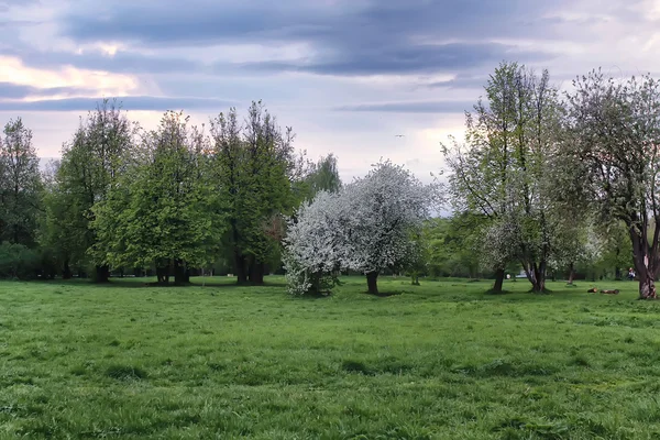 Fleur pommier dans champ coucher de soleil — Photo