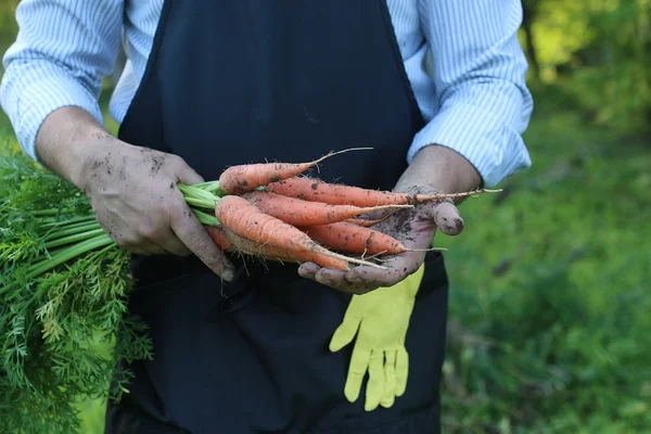 Tukang kebun memegang wortel panen di tangan — Stok Foto