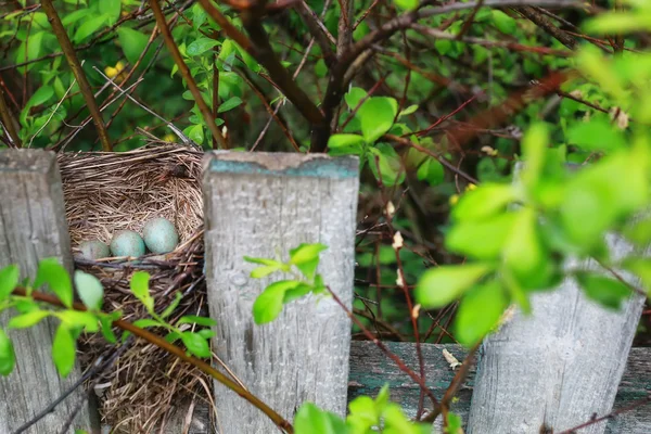 Het nest van de vogel in de natuur — Stockfoto