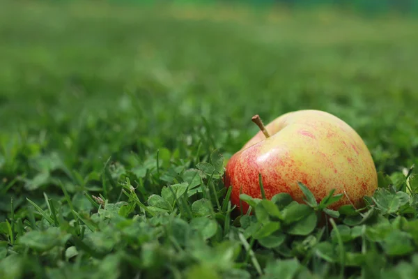 Frischer Apfel auf Gras — Stockfoto