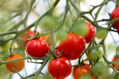 Şube ürün üzerinde domates