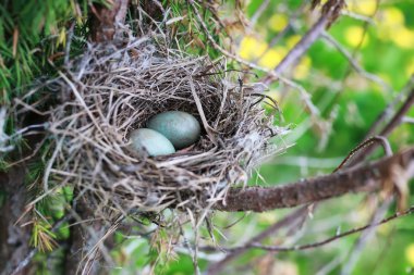 bird nest in nature clipart