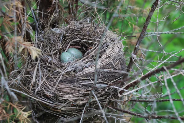 Пташине гніздо в природі — стокове фото