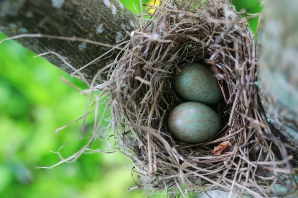 Bird nest in nature — Stock Photo, Image