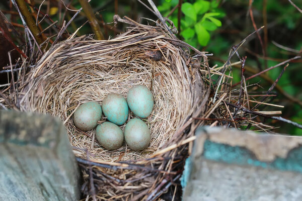 bird nest in nature