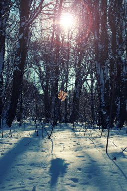 Yalnız yaprak orman kış ağaç üzerinde