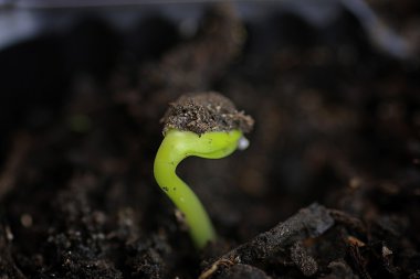 small sprout from seeds clipart
