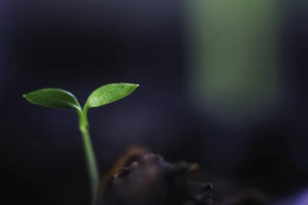 Nova semente de grama verde — Fotografia de Stock