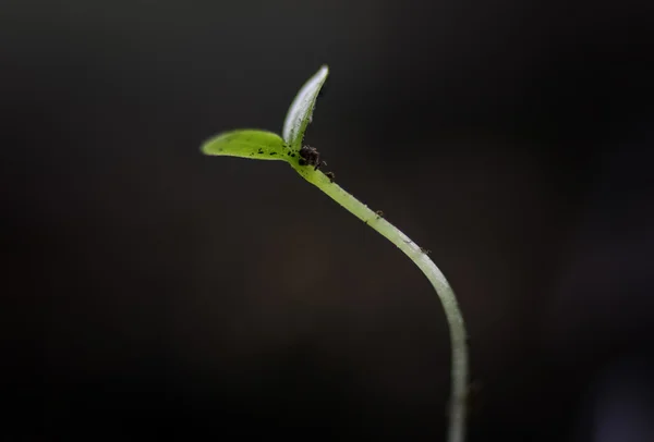 Summer seedling seed sunflower — Stock Photo, Image