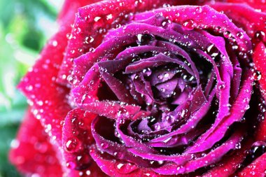 Bud damla makro gül