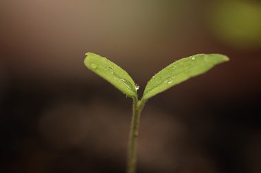 küçük Fideler tohumlarından