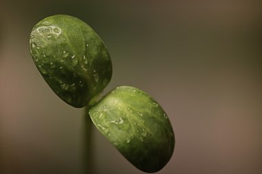 küçük Fideler tohumlarından