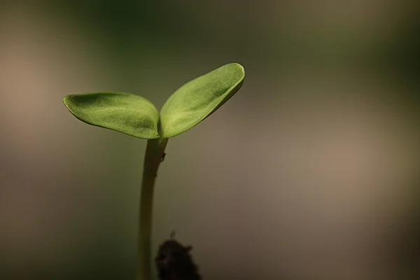 Germeni mici din semințe — Fotografie, imagine de stoc