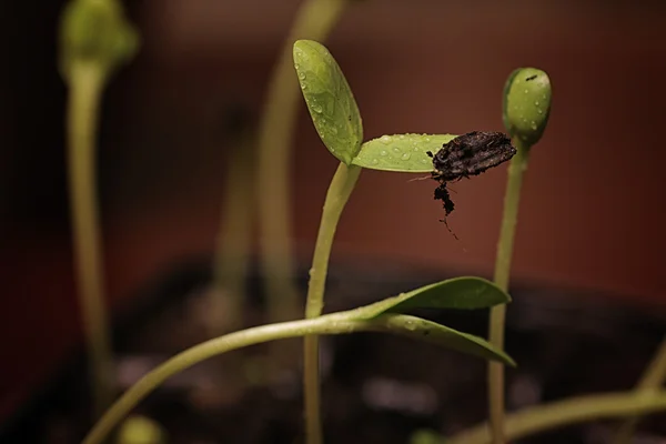 Μικρό βλαστάρι από σπόρους — Φωτογραφία Αρχείου