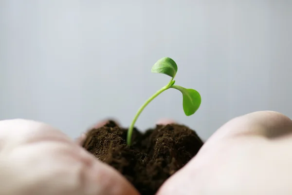 Uomo mano che tiene germoglio nelle palme — Foto Stock