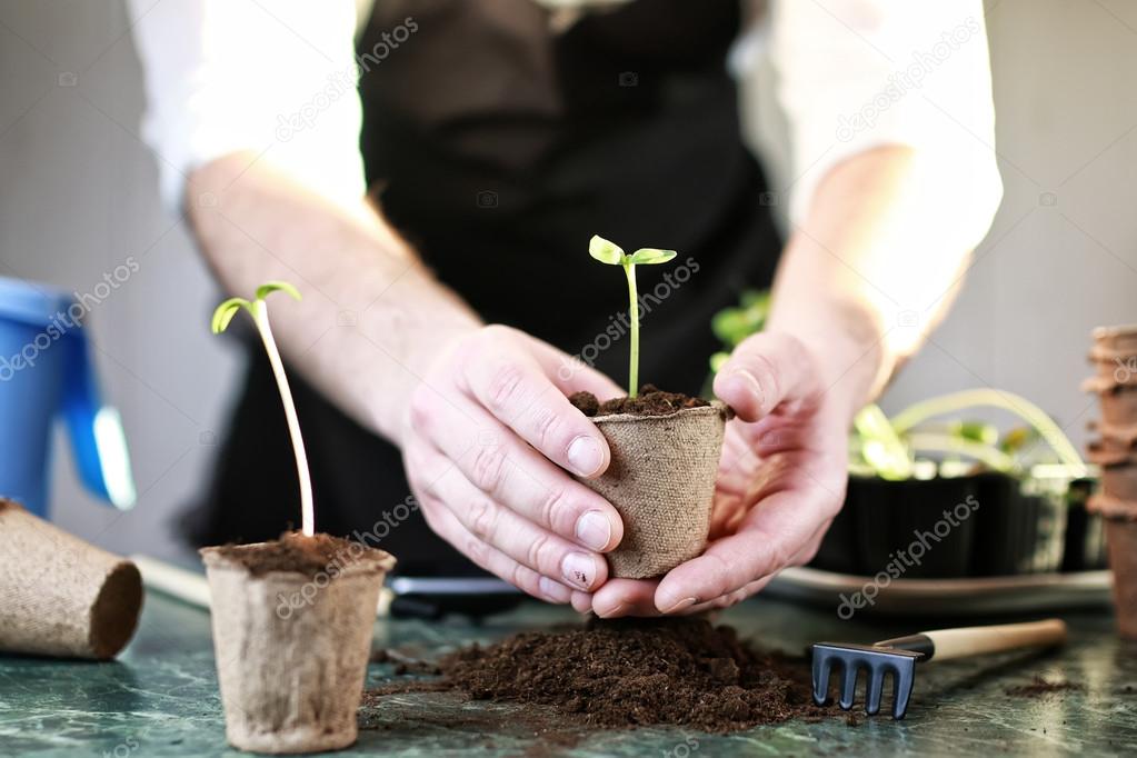 gardener hand sprout table