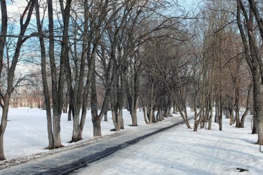 Erimiş kar manzarası ağacı