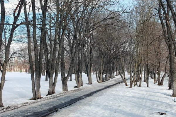 Erimiş kar manzarası ağacı