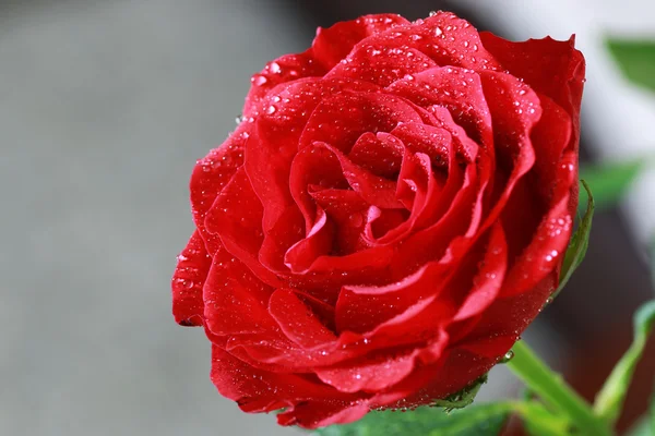 kırmızı gül bud portre