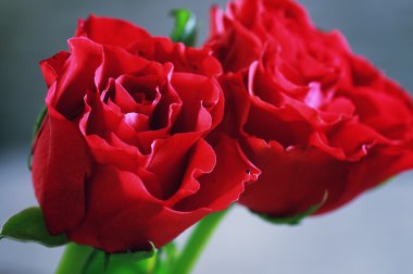 kırmızı gül bud closeup tonda