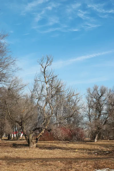 Spring park nagie drzewa — Zdjęcie stockowe