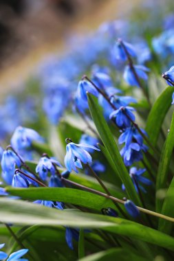 Mavi ilk çiçek bahar