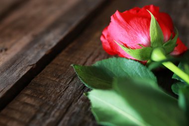 Gül bud kök ahşap eski