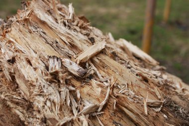 doku dökülüverdi güdük