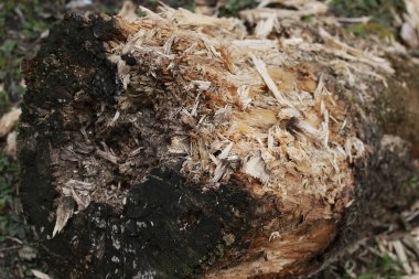 doku dökülüverdi güdük