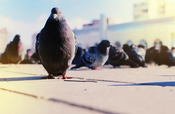 Palomas grises en el fondo del edificio — Foto de Stock