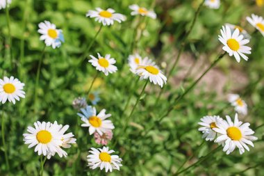Yaz aylarında çiçeklenme daisy bush