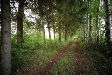 yol zemin orman ağacı