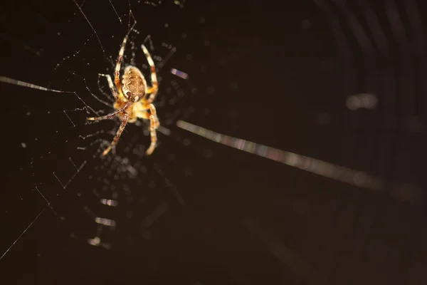 Makro pająk w sieci — Zdjęcie stockowe