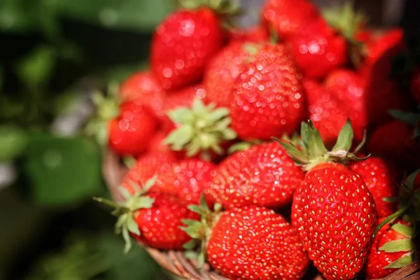 Fresa en bolsa de mimbre al aire libre — Foto de Stock