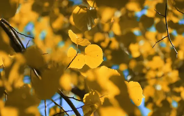 가 노란 잎 백라이트 — 스톡 사진