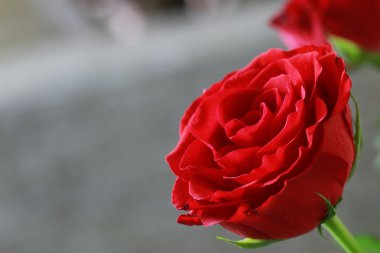 kırmızı gül bud portre