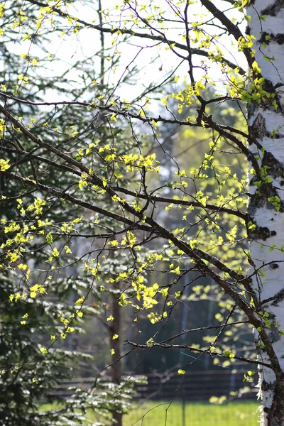 Свежие весенние листья на дереве — стоковое фото