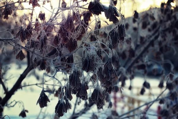 Frost auf Bäumen im Winter — Stockfoto