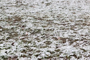 İlk kış kar dalları