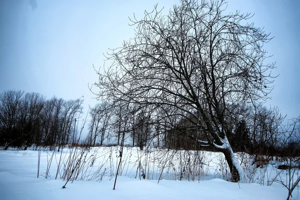 Campo de inverno rústico árvore solitária — Fotografia de Stock