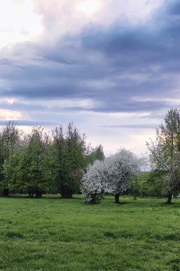 çiçek elma ağacında alan günbatımı