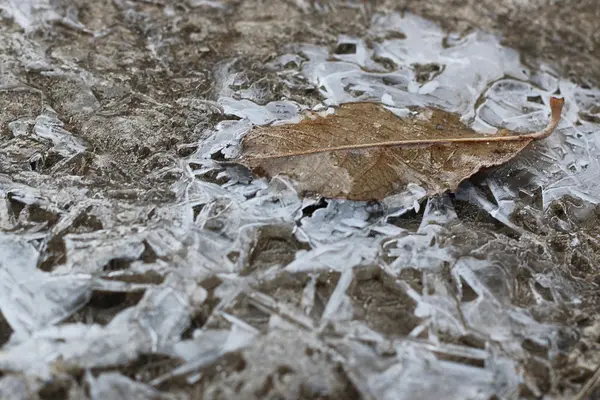 Croûte de glace sur une flaque de feuilles — Photo