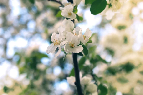 Blume Apfelbaum Sonnenuntergang Makro — Stockfoto