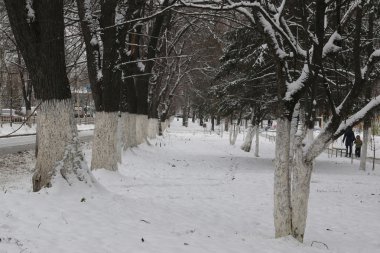 Park kış ağaçları ve patika
