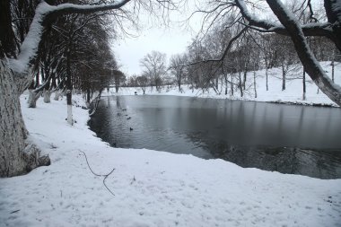 Kış Park ördek gölcük