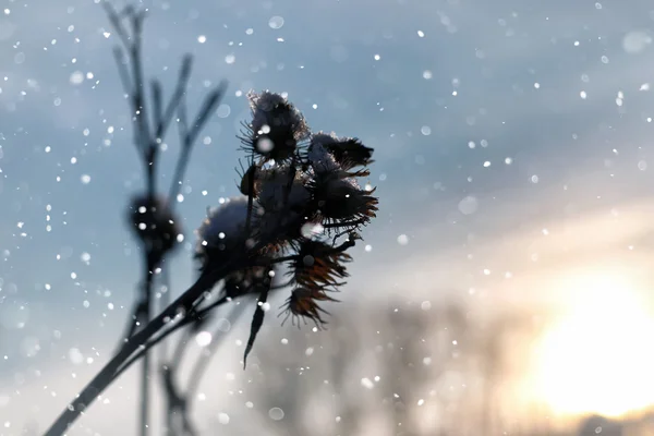 Макро-зима на снежной траве — стоковое фото