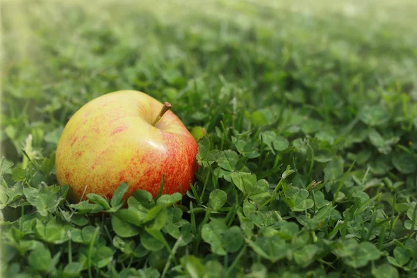 Roter Apfel auf grünem Gras — Stockfoto