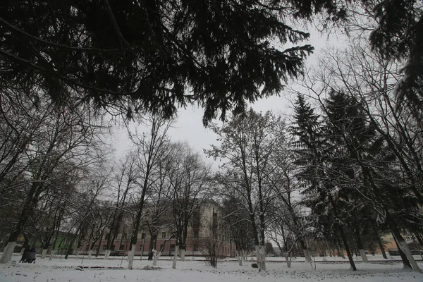 Park kış ağaçları ve patika — Stok fotoğraf