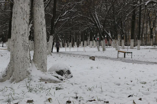 Парк зимових дерев і стежок — стокове фото