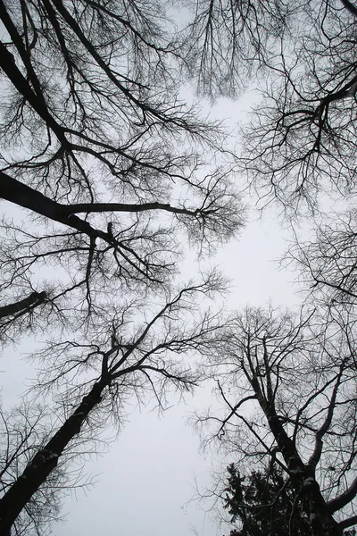 Des branches d'arbres contre le ciel — Photo